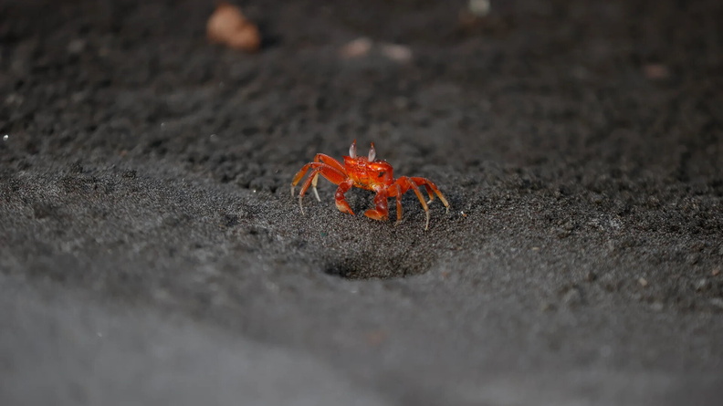 A red coloured Crab, Bocagrande beach, Tumaco, Colombia